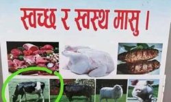 सरकारले सार्वजनिक गरेको स्वच्छ मासुको पोस्टरमा गाईको तस्विर छापियो, जनस्तरमा सर्वत्र विरोध