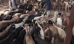 दसैंका लागि खसी–बोकाको बिक्री वितरण सुरु , यस्तो छ यस वर्ष खसीको मुल्य