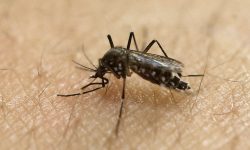 डेङ्गु सङ्क्रमण बढ्दै