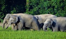 हात्तीको बथानले धान बाली सखाप