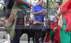 प्रदर्शनी मार्गमा दशैंका लागि खसीको व्यापार (फोटो फिचर)