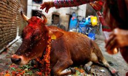 आज तिहारको चौथो दिन गाईको पूजा गरिँदै