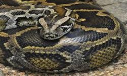 लोपोन्मुख प्रजातिको अजिङ्गर भेटियो