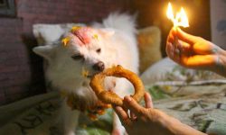 कात्तिक कृष्ण चतुर्दशी : कुकुर तिहार मनाइयो