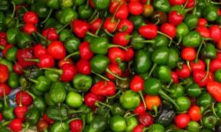 खुर्सानीको फाइदा ग्यास्टिक रोक्नेदेखि क्यान्सरसँग लड्न क्षमता