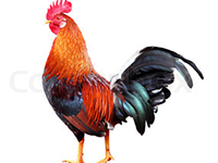 बागलुङका सुत्केरीलाई ‘रातो भाले’