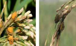 धानमा कालो पोके रोगको प्रकोप
