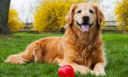 कुकुरको बच्चा जन्मने बेला अन्धो र बहिरो हुन्छ ! कुकुरको बारेमा अझैँ रोचक तथ्यहरू यस्ता छन्