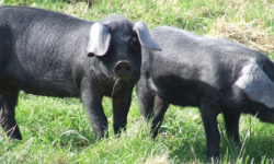 सुँगुरको मासु खाँदा ज्यान जानेकाे संख्या ३ पुग्यो