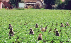 जङ्गली जनावरबाट हुने क्षतिले कृषक चिन्तित