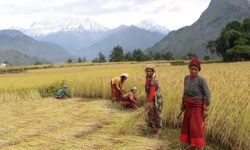 झापाका किसानले धान खेतमा आगो लगाए