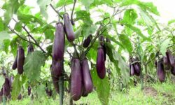 भन्टा सेवन गर्नुका फाइदै फाइदा, मधुमेह तथा ब्लड प्रेसर कम गर्छ