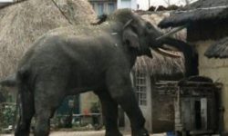 हात्तीले घर भत्कायो