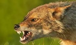 बहुला स्यालको टोकाइबाट १६ घाइते