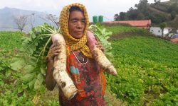 म्याग्दीको पर्यटकीयस्थल टोड्केमा मुला बिक्रीका लागि देखाउँदै महिला