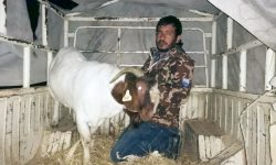 बोकाको मुल्य  दुई लाख ९० हजार