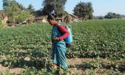 आलुलाई रोग बाट जोगाउन विषादी छर्कदै महिला