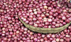 प्याजको भाउ पाँच सय प्रतिशतले महँगो