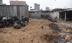 कामपालाई पशुबधस्थल व्यवस्थापन गर्न चुनौती