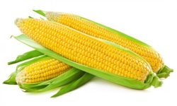 मकै खानुका फाइदै– फाइदा