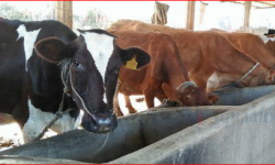 परियोजना सञ्चालन क्षेत्र अवलोकन