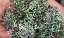 झ्याउमा प्रतिबन्ध लगाउँदा राजश्व घाटा