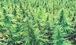 गाँजा खेती नष्ट