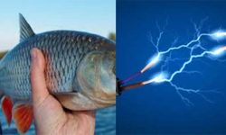 माछा मार्दा करेन्ट लागेर एकको मृत्यु