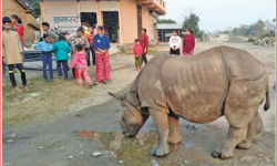 दुर्लभ एकसिङे गैँडाले तान्दैछ पर्यटक