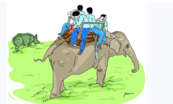 गैँडा गणनाका लागि हात्ती तयार गरिँदै