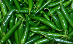 सुगर नियन्त्रण गर्न हरियो खुर्सानी