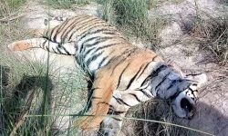 चितवन राष्ट्रिय निकुञ्जमा वयस्क बाघ मृत फेला
