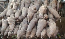 चिसो मौसममा तरुल खानुका यस्ता छन फाईदै फाइदा