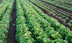 स्याङ्जामा एक घर एक करेसाबारी अभियान