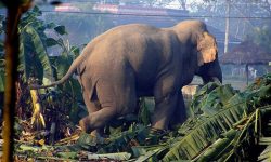 हात्तीबाट लाखौँको क्षति