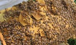 मौरीबाटै विष उत्पादन