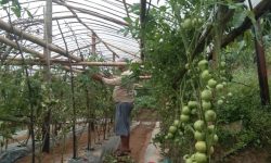 टमाटर खेती