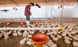 आईतबार (आज) देखि ब्रोइलर कुखुराका चल्ला उत्पादन नै बन्द