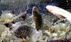 माछापालनबाट किसानको आम्दानी बढ्यो