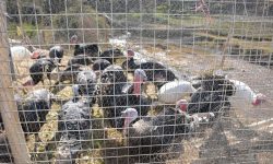 कुशादेवीका किसानले पालेको टर्की