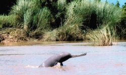 दुर्लभ स्तनधारी डल्फिन संरक्षण गर्न सरकारको चासो