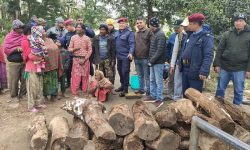 जाडो बढेपछि कञ्चनपुरका सामुदायिक वनले आगो ताप्न दाउरा बाँड्दै