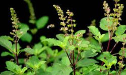 जाडोमा तुलसीको सेवन गर्दा फाइदै फाइदा