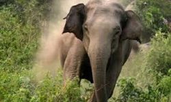 बर्दियामा हात्तीको आक्रमणबाट एक महिलाको मृत्यु