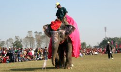 चितवनमा हात्ती महोत्सव नगर्न पशुअधिकारवादीको आग्रह