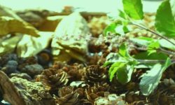 जडीबुटी उत्पादनकालागि २५ करोडको युएसडी कार्यक्रम सञ्चालन हुँदै