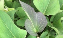 पेट सम्बन्धि सम्पूर्ण रोगको अचुक उपाय सखरखण्डको पात