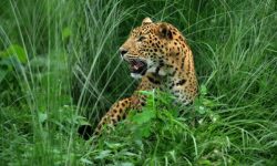 चितुवाको आक्रमणबाट बालकको मृत्यु