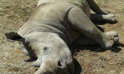 एकसिङ्गे गैँडा मर्ने क्रम बढ्दो, चोटपटक नै नलागी ४३ वटा मरे