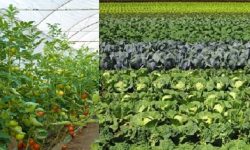 तरकारी खेतीबाट मनग्य आम्दानी